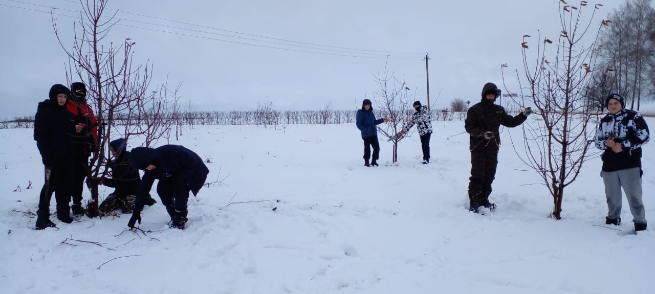 Сезонная подготовка плодовых деревьев.