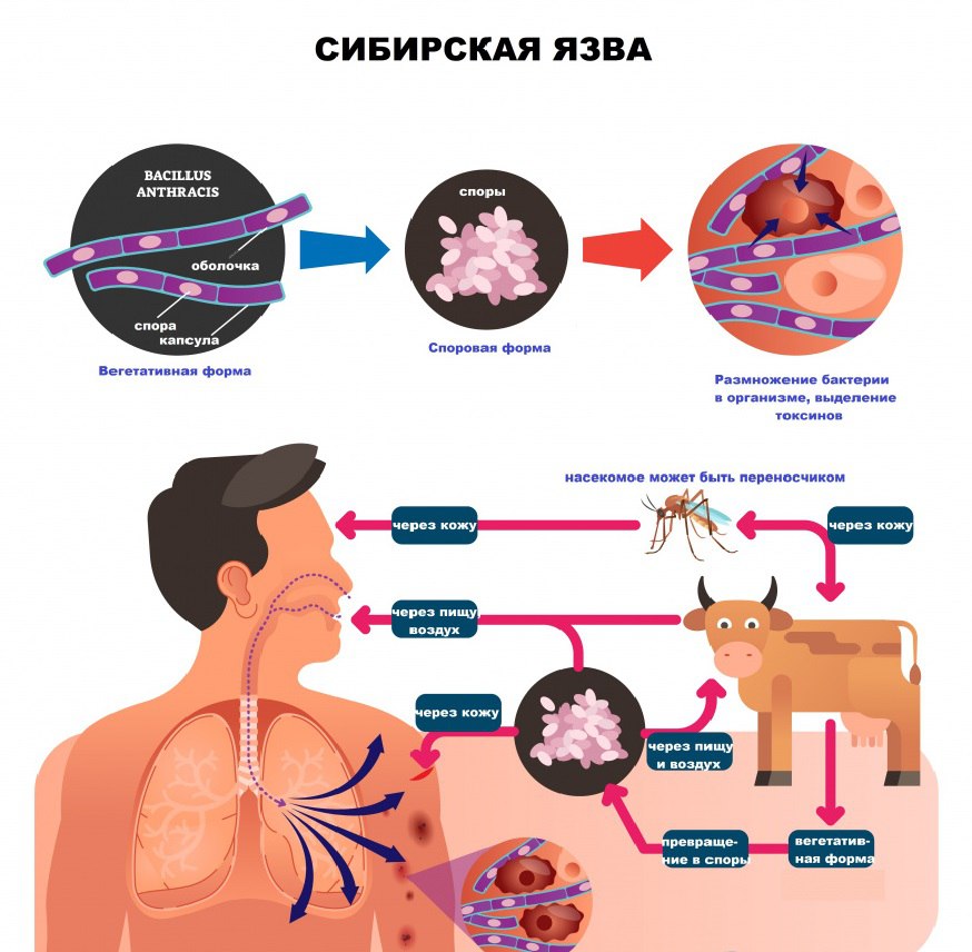 ВНИМАНИЕ❗ СИБИРСКАЯ ЯЗВА❗.